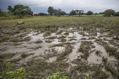 Daule, Ecuador: A region caught between drought and floods